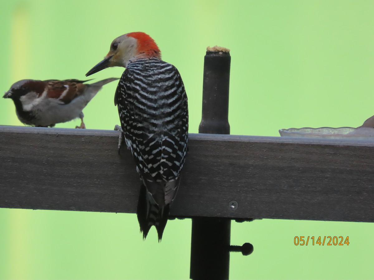 Red-bellied Woodpecker - ML619059672