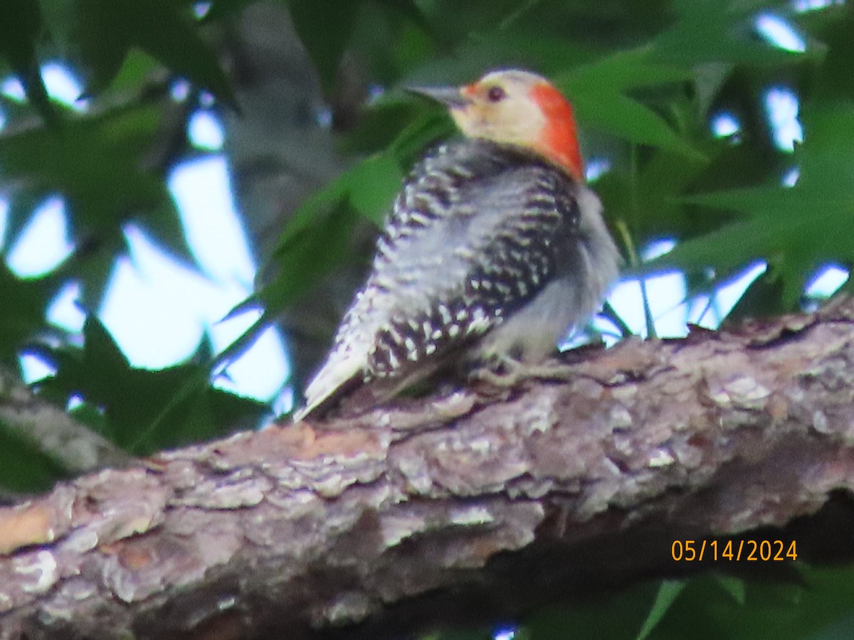 Red-bellied Woodpecker - ML619059673