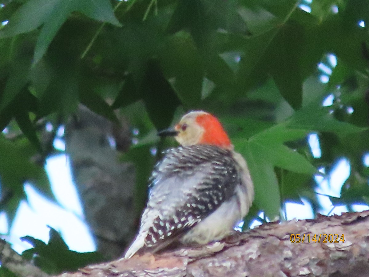 Red-bellied Woodpecker - ML619059674