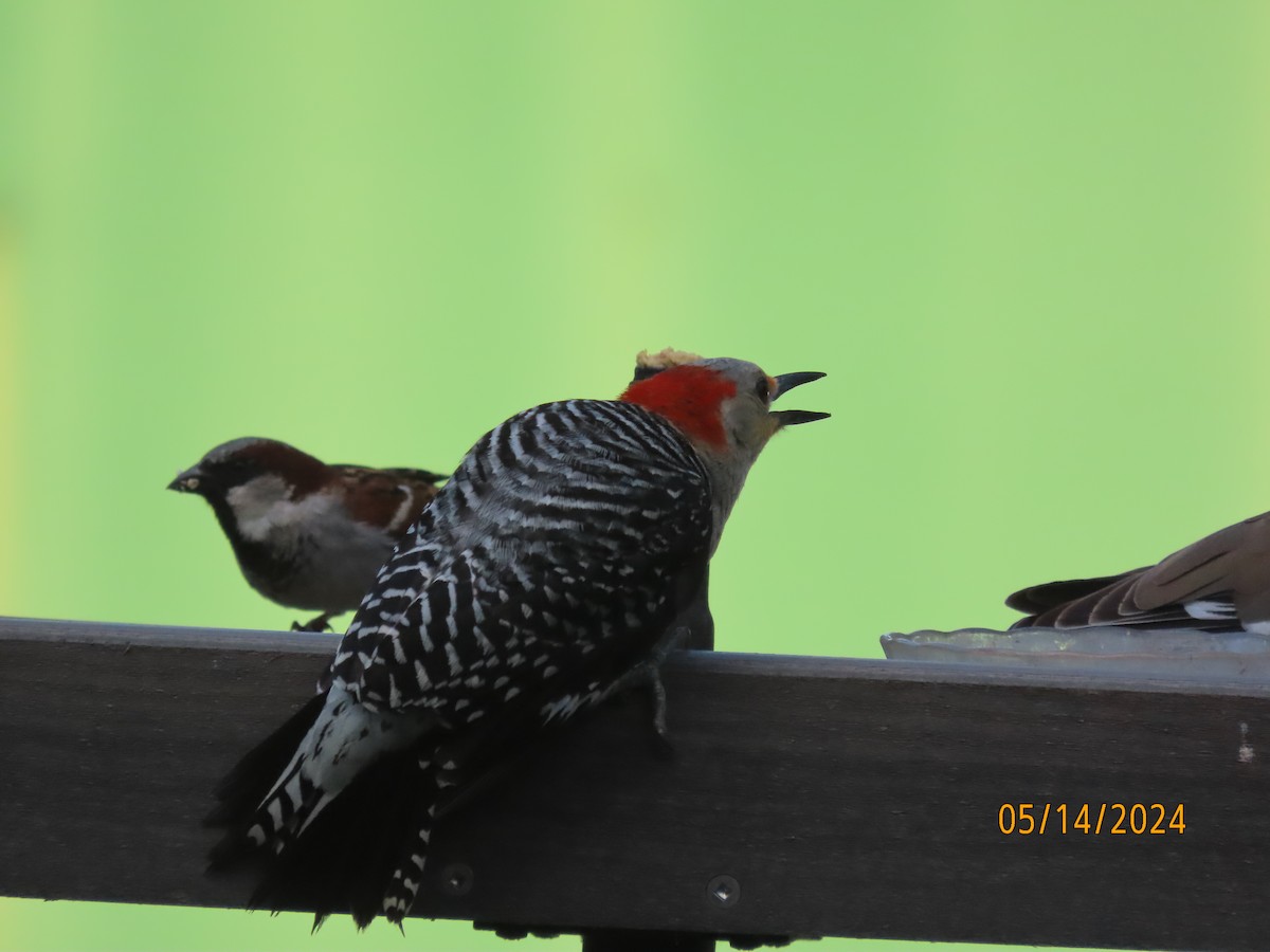 Red-bellied Woodpecker - ML619059677