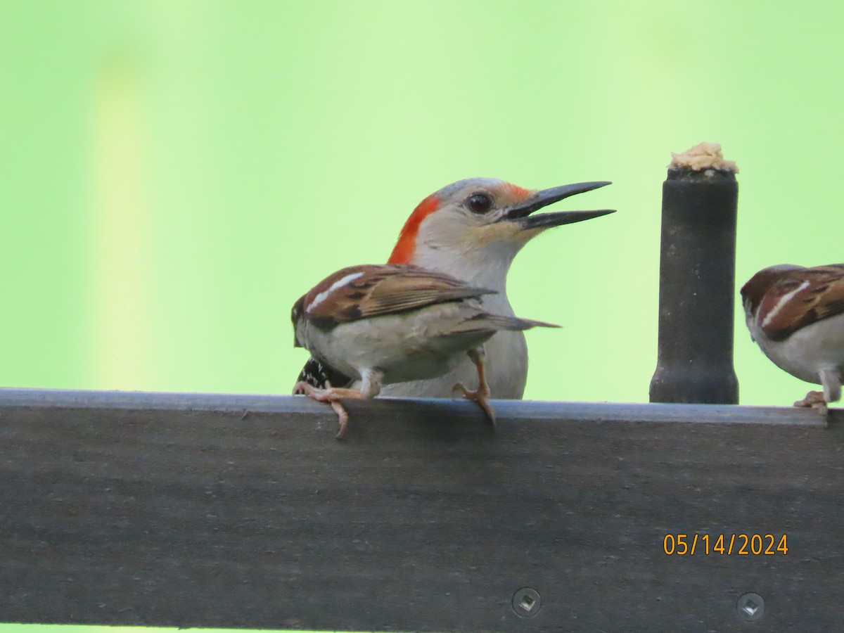 Red-bellied Woodpecker - ML619059679