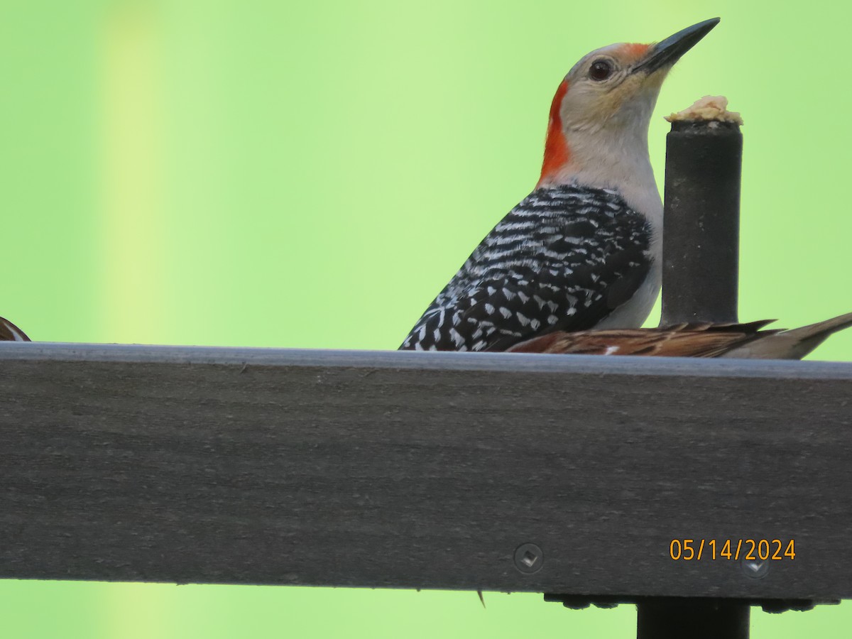 Red-bellied Woodpecker - ML619059680