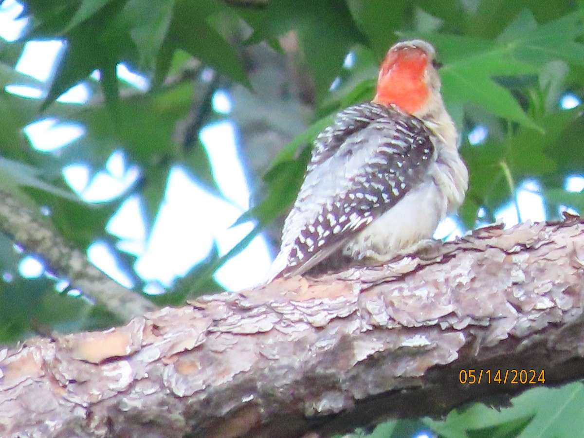Red-bellied Woodpecker - ML619059682