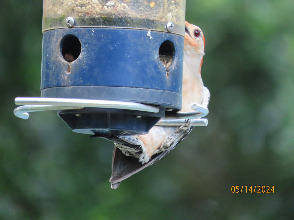 Red-bellied Woodpecker - ML619059683