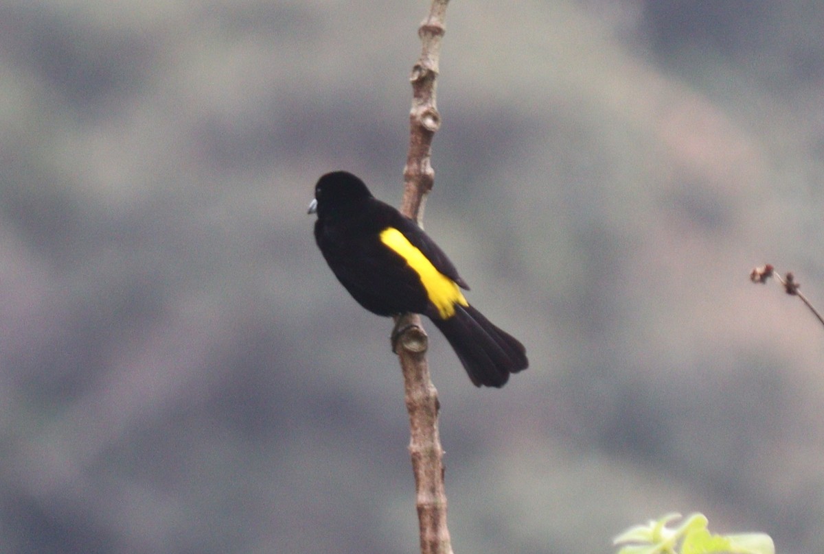 Flame-rumped Tanager - ML619059691