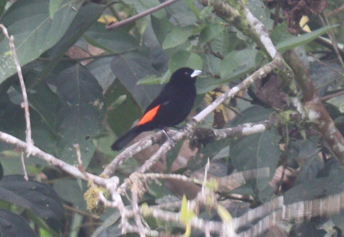 Flame-rumped Tanager - ML619059692