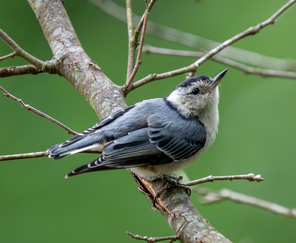 White-breasted Nuthatch - ML619059722