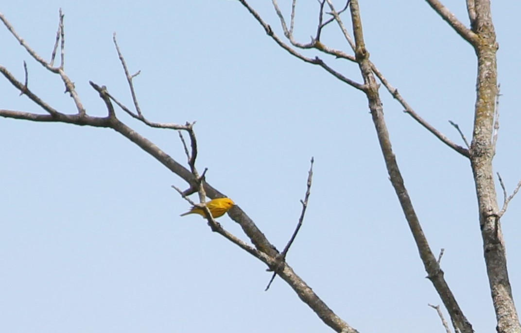 Yellow Warbler - ML619059731