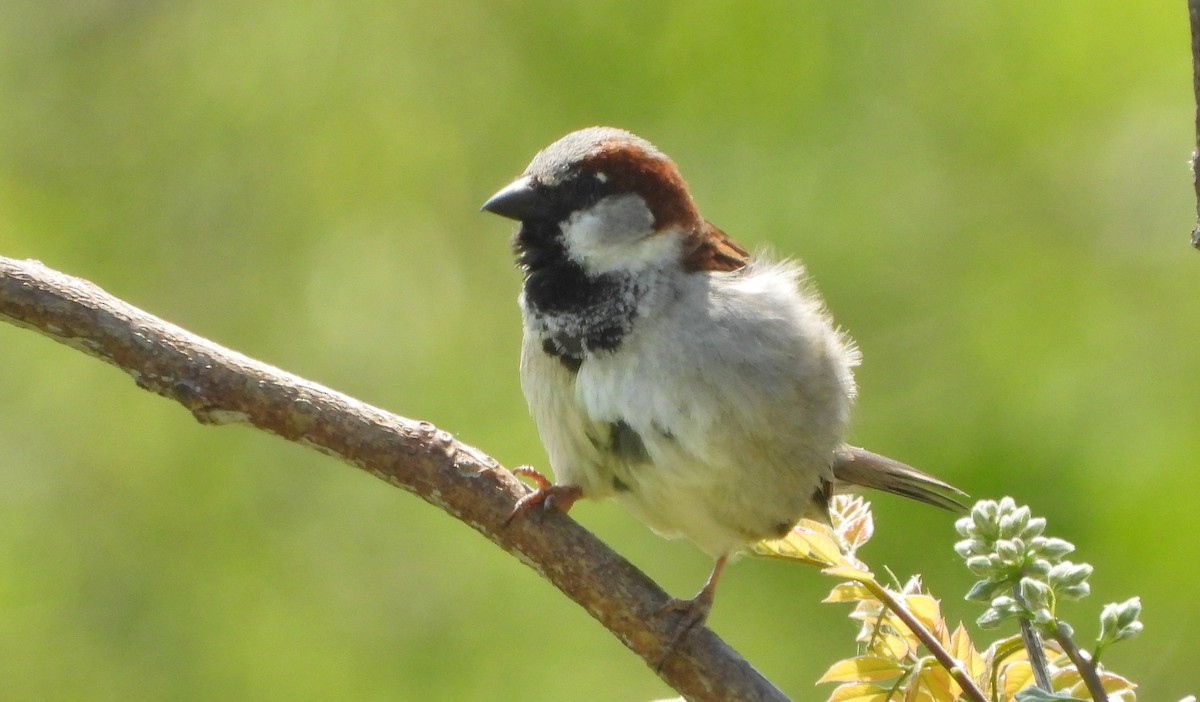 House Sparrow - ML619059762