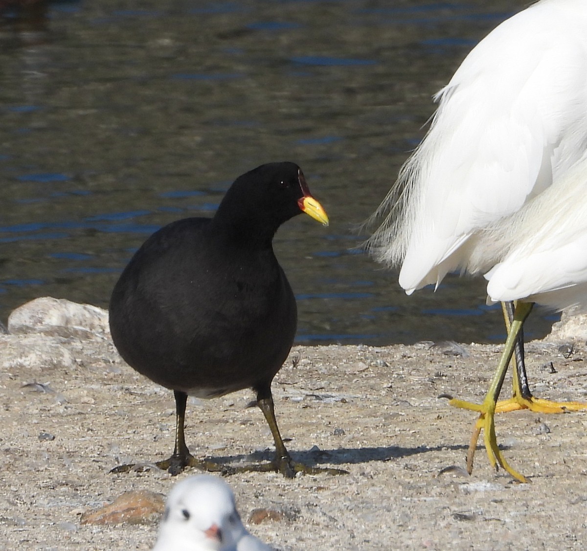 Red-fronted Coot - ML619059815