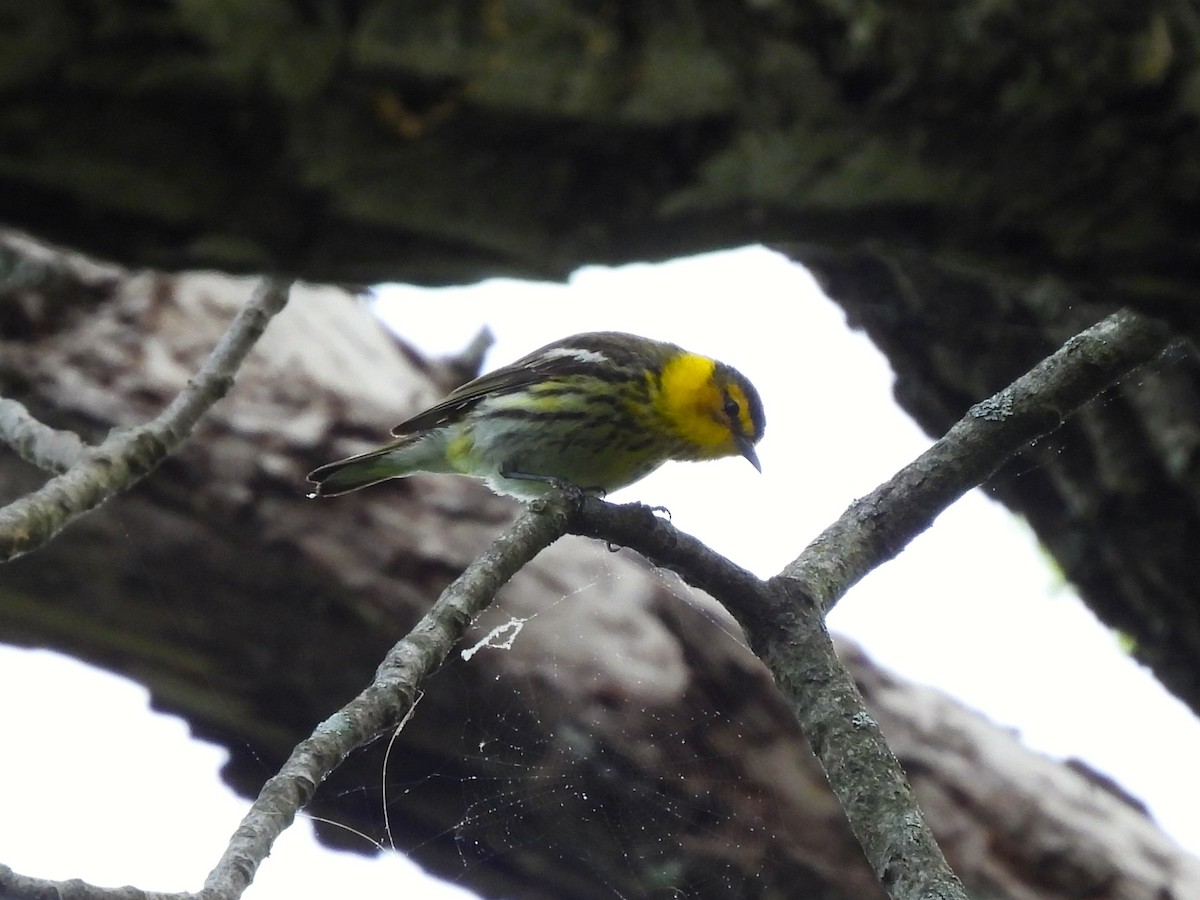 Cape May Warbler - ML619059821