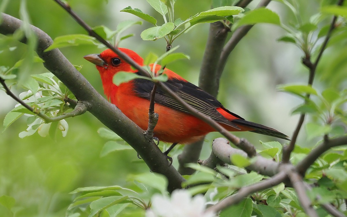 Scarlet Tanager - ML619059877