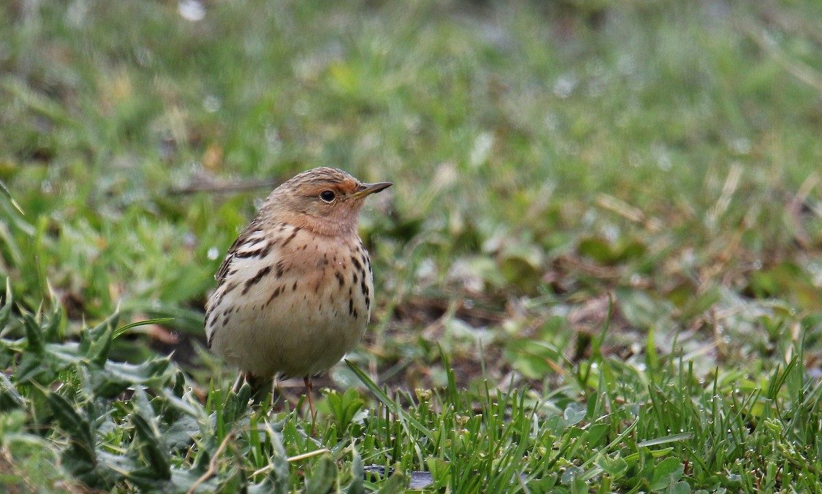 Red-throated Pipit - ML619059907