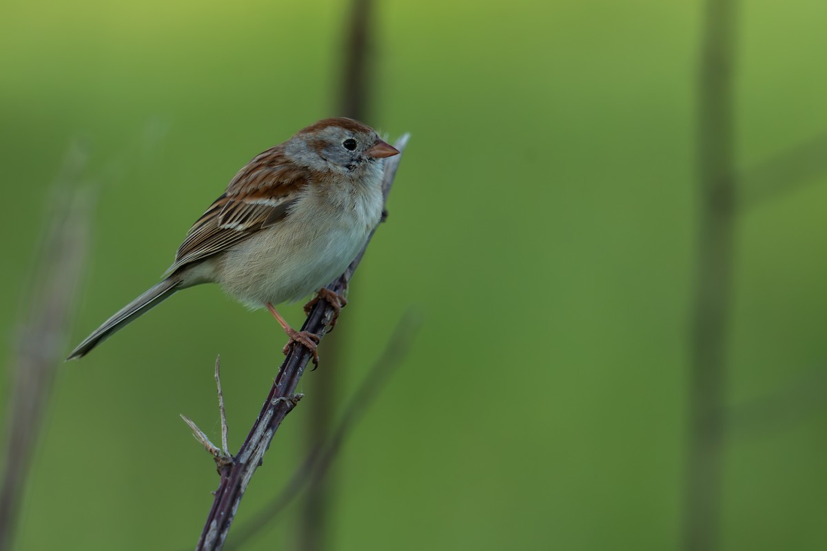 Field Sparrow - ML619059925