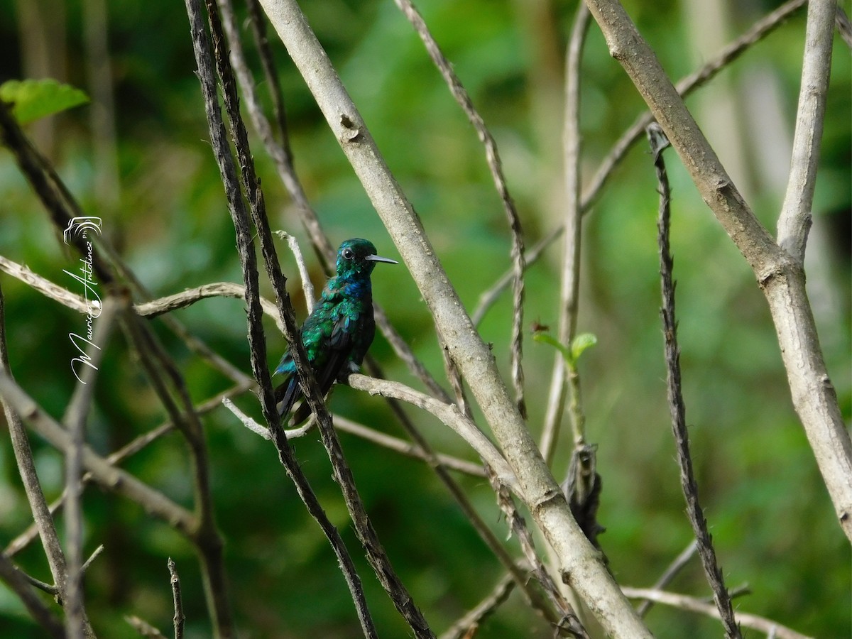 Blue-tailed Emerald - ML619059943