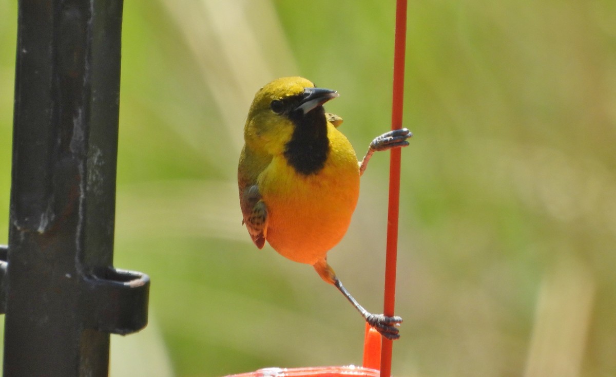 Orchard Oriole - ML619059990