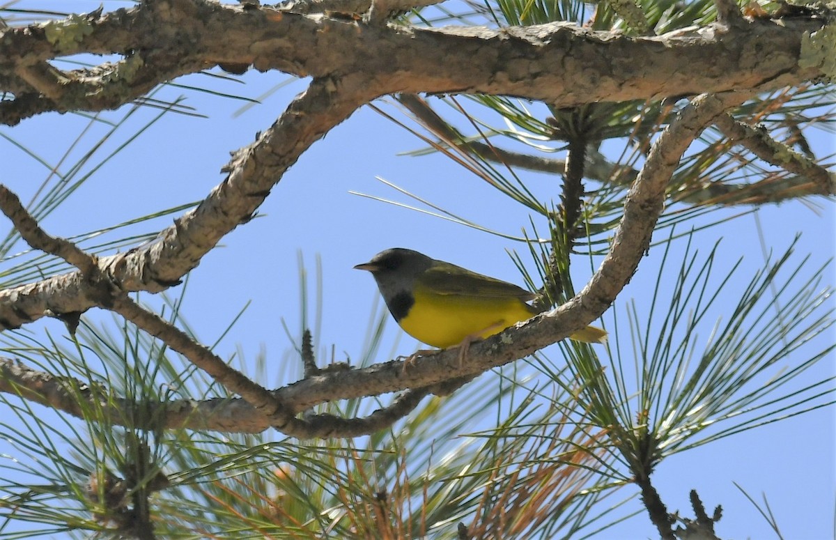 Mourning Warbler - Marcia Suchy