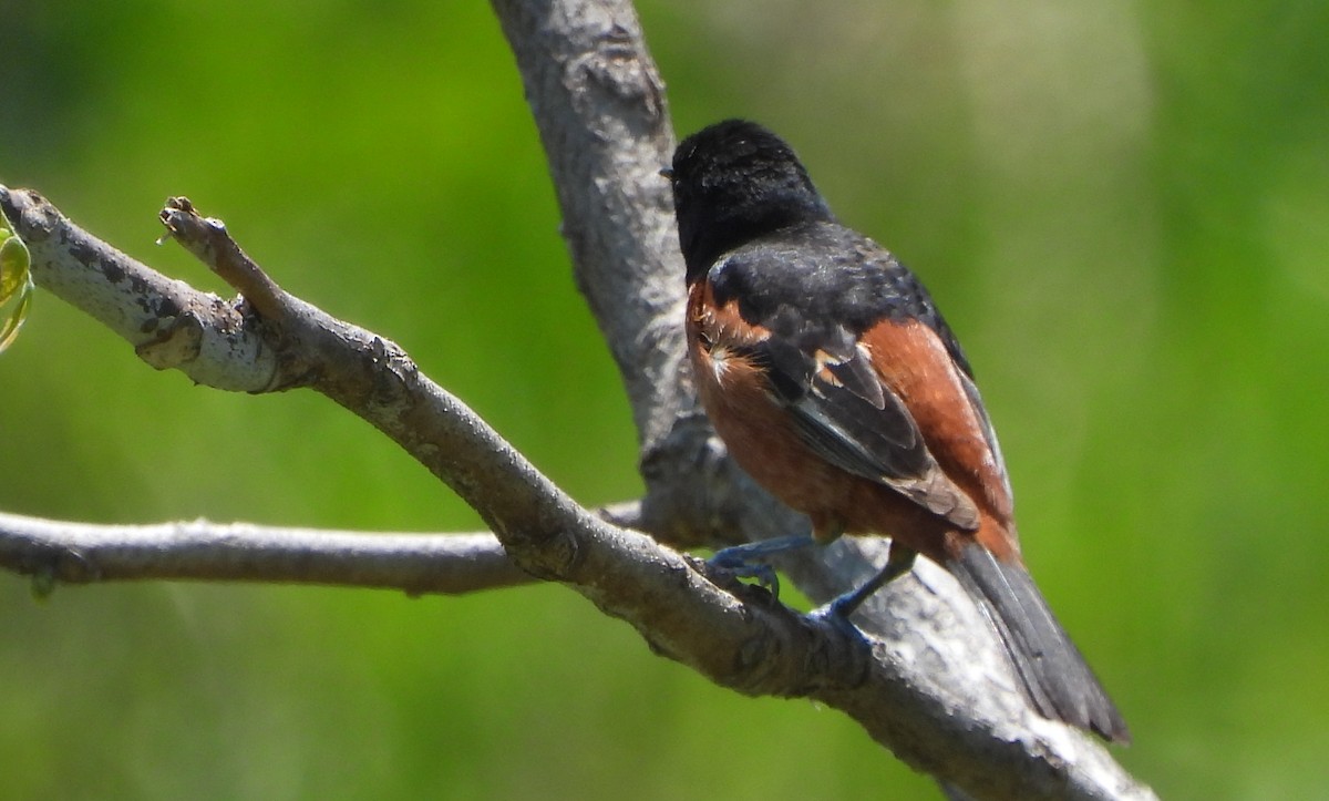 Orchard Oriole - ML619060059