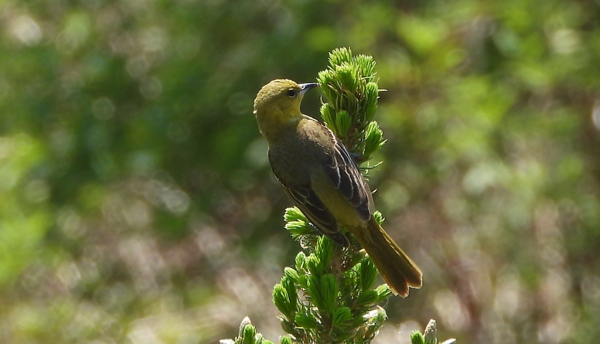 Orchard Oriole - ML619060072