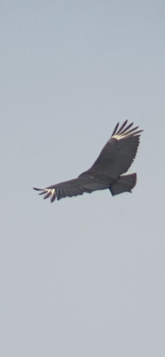 Black Vulture - ML619060095