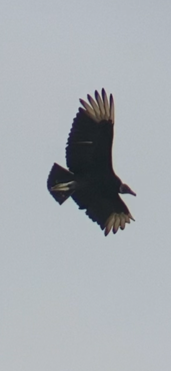 Black Vulture - ML619060097