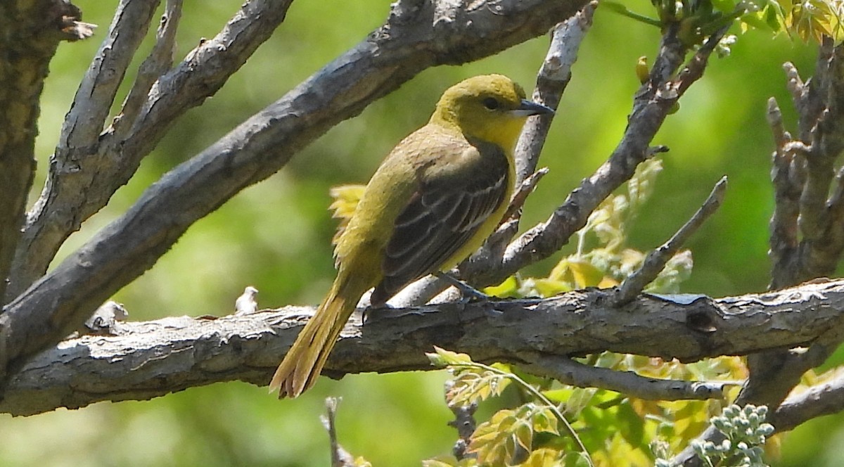 Orchard Oriole - ML619060110