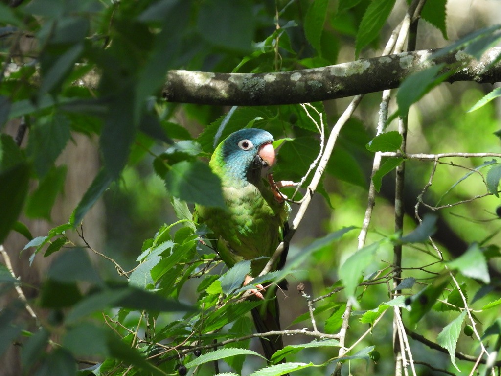 Blue-crowned Parakeet - ML619060133