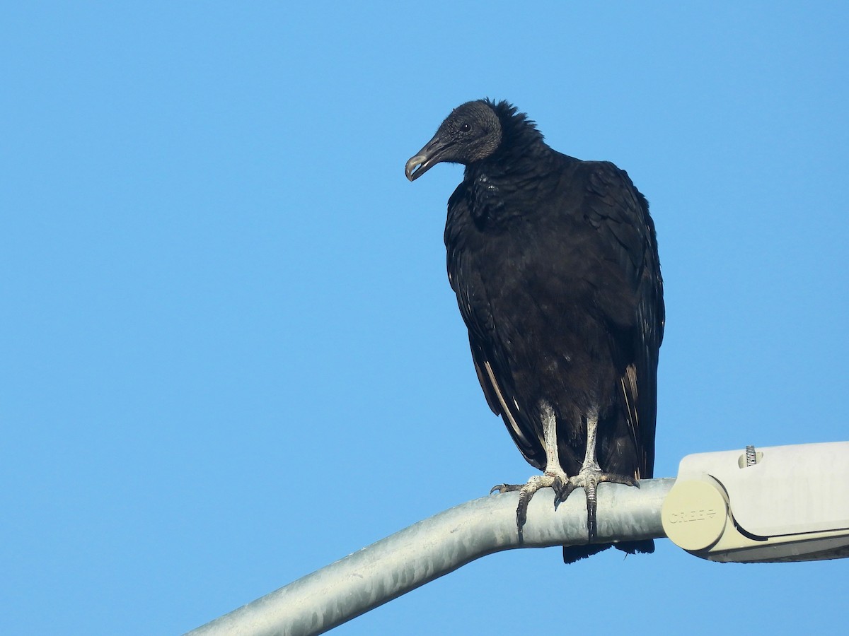 Black Vulture - Michael W. Sack