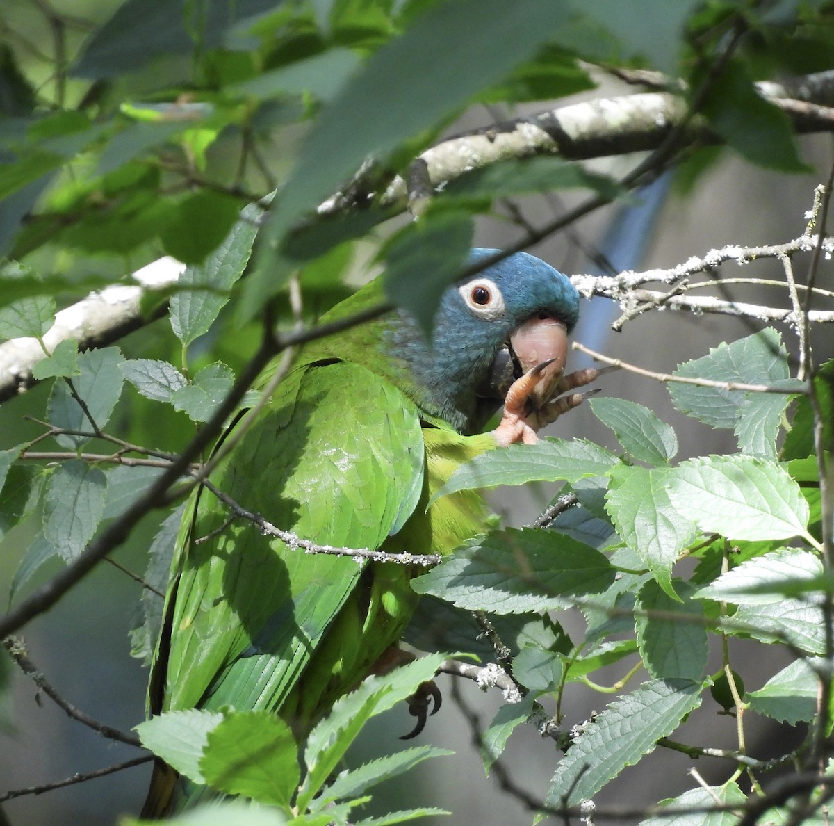 Blue-crowned Parakeet - ML619060151