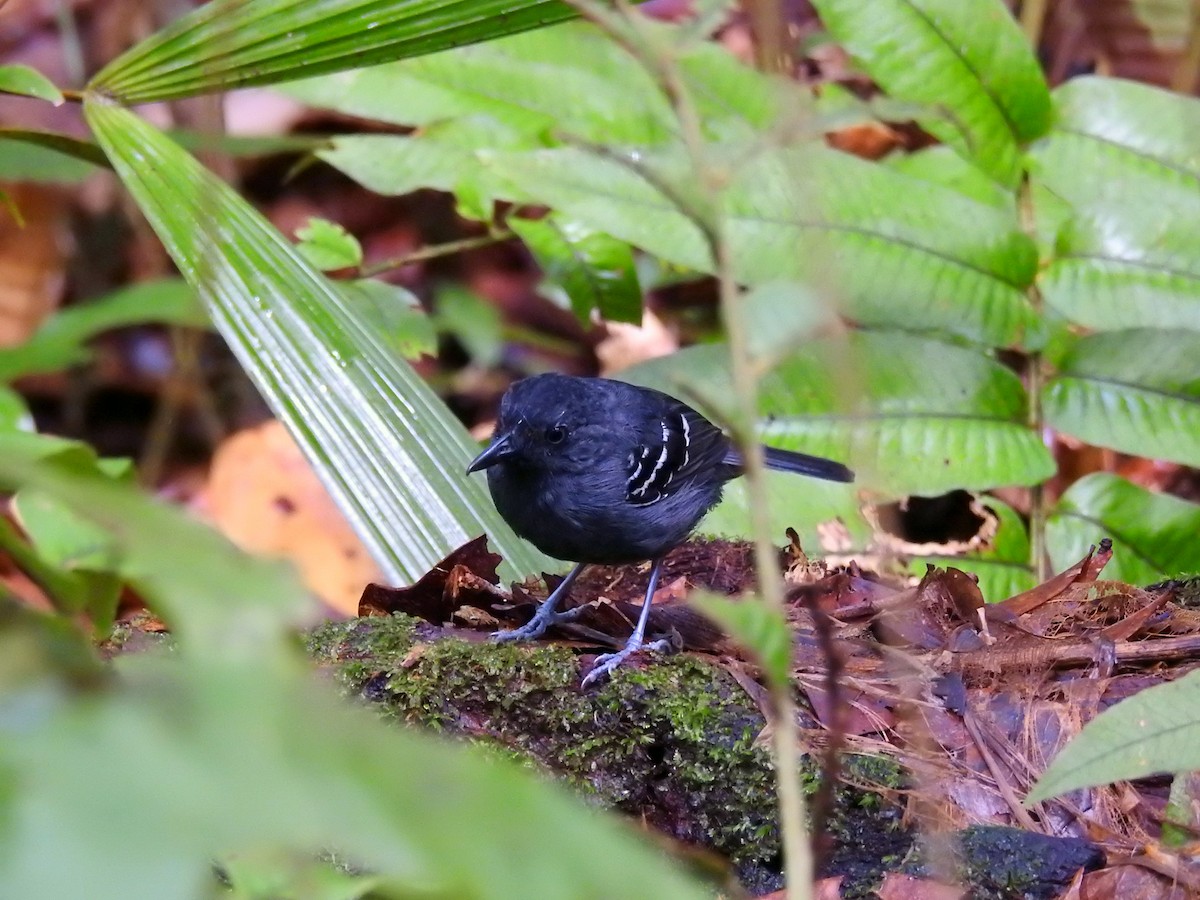 Black-headed Antbird (Amazonas) - ML619060156