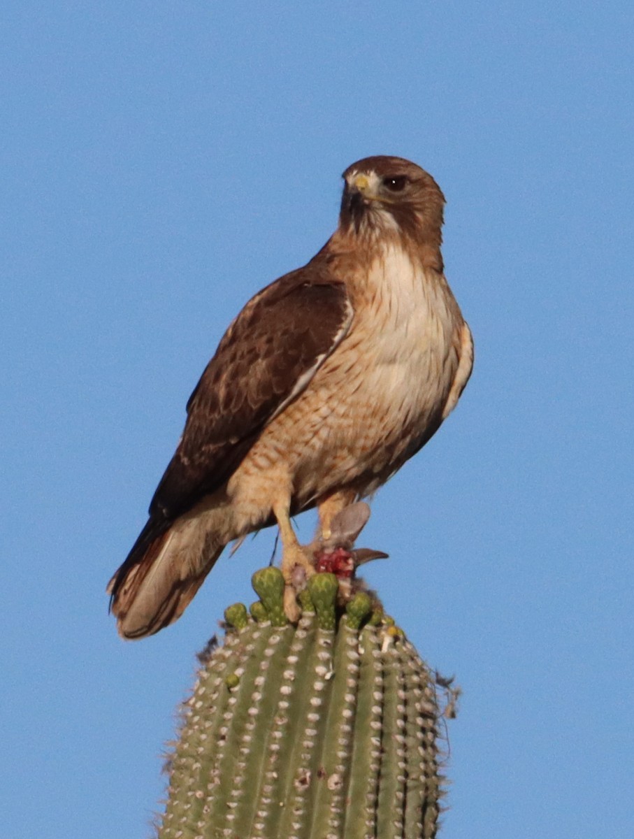 Red-tailed Hawk - ML619060163