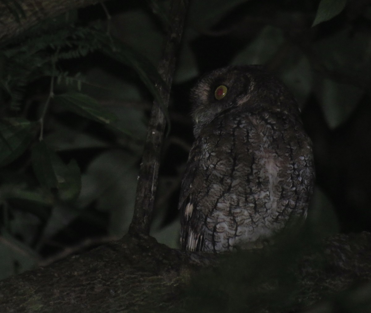 Montane Forest Screech-Owl - ML619060211