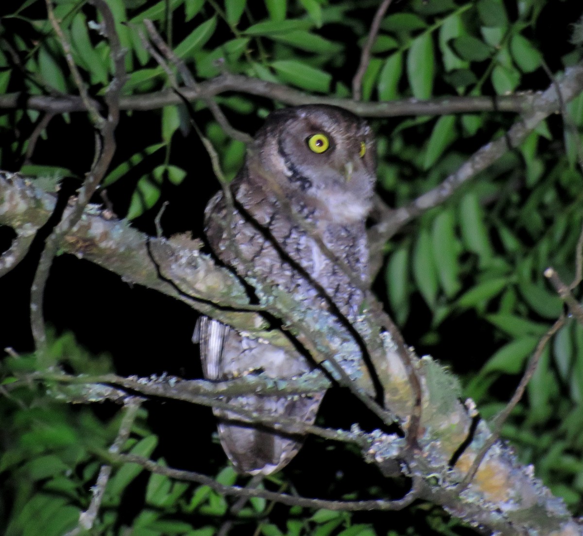 Montane Forest Screech-Owl - ML619060213
