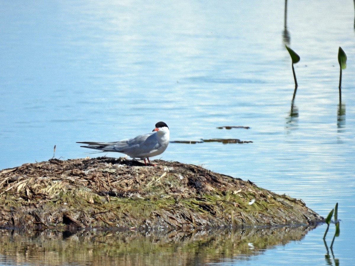 Common Tern - ML619060250