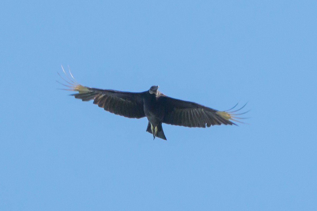 Black Vulture - ML619060265