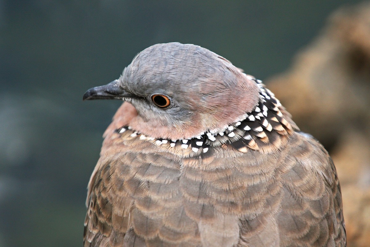 Spotted Dove - ML619060343