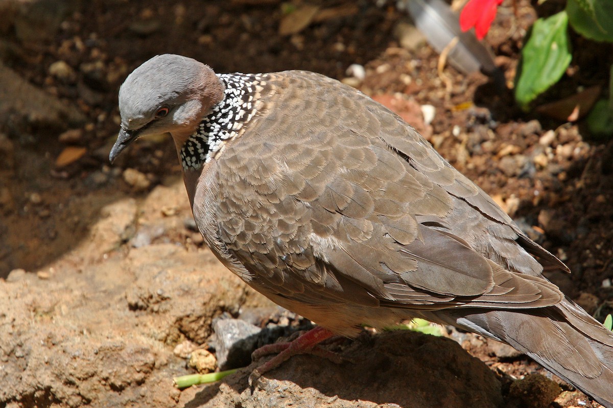 Spotted Dove - ML619060347