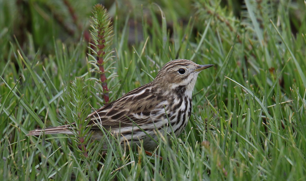 Red-throated Pipit - ML619060356