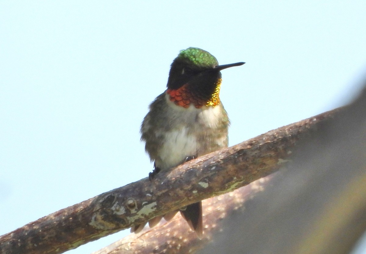 Ruby-throated Hummingbird - ML619060403
