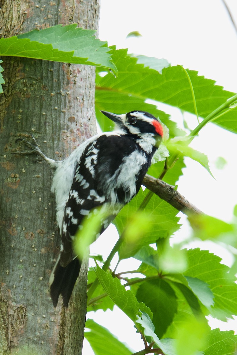 Downy Woodpecker - ML619060417