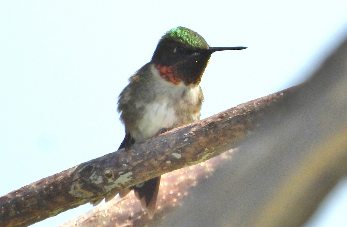 Ruby-throated Hummingbird - ML619060442