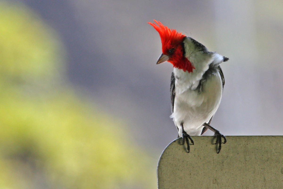 Red-crested Cardinal - ML619060451