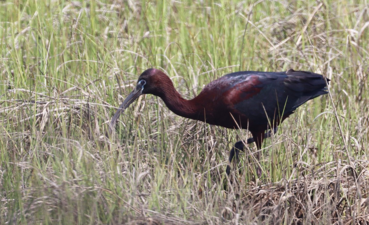 ibis hnědý x americký (hybrid) - ML619060452