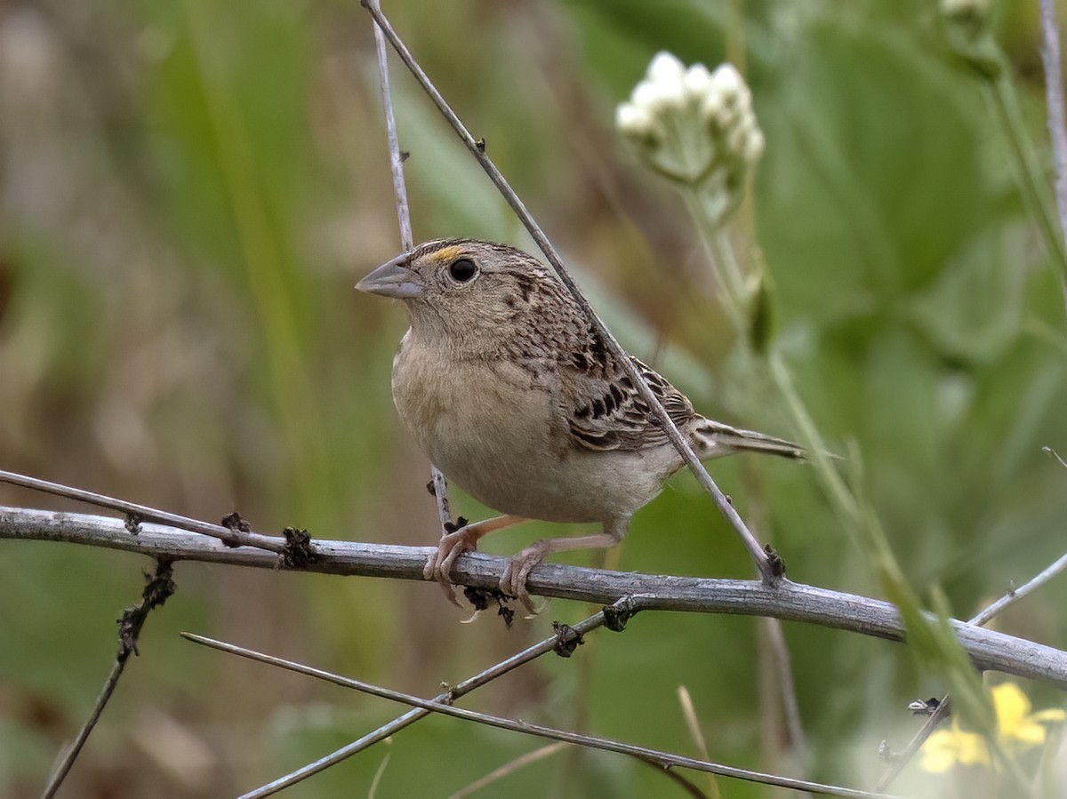 Grasshopper Sparrow - ML619060466