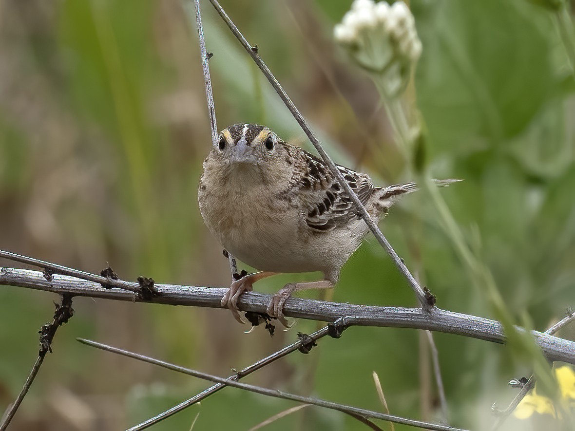 Grasshopper Sparrow - ML619060476