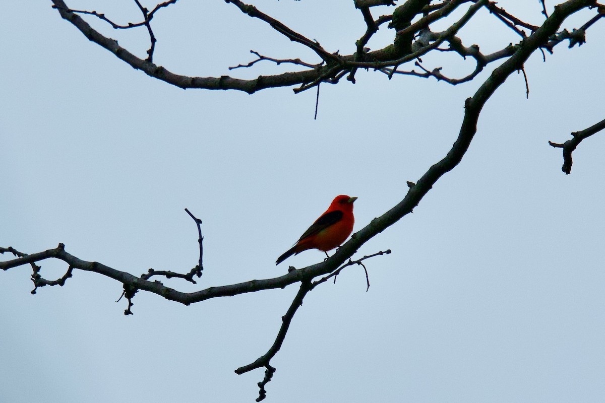Scarlet Tanager - ML619060478