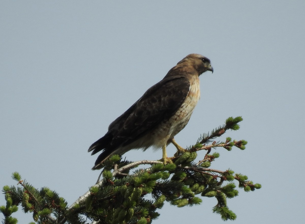 Red-tailed Hawk - ML619060488