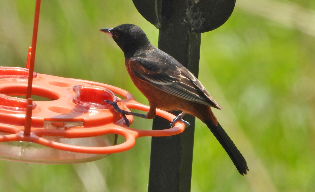 Orchard Oriole - ML619060527
