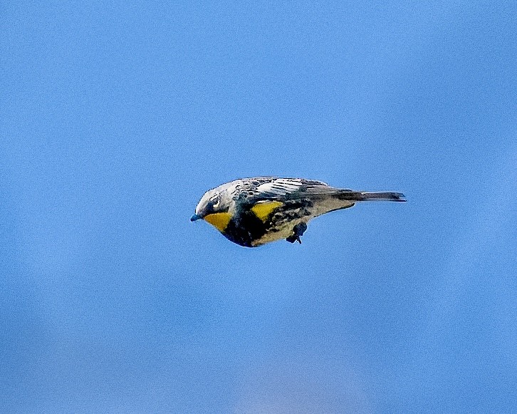Yellow-rumped Warbler (Audubon's) - ML619060547