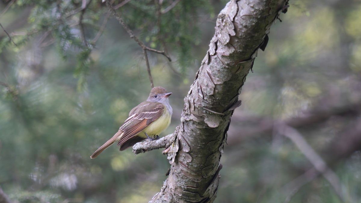 Great Crested Flycatcher - ML619060549